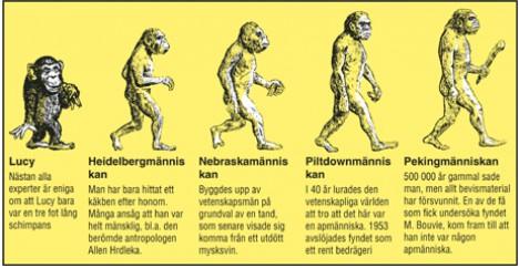 Nästan alla experter är eniga om att Lucy bara var en tre fot lång schimpans. Heidelbergmänniskan: Man har bara hittat ett käkben efter honom. Många ansåg att han var helt mänsklig, bland annat den berömda antropologen Allen Hrdleka. Nebraskamänniskan: Byggdes upp av vetenskapsmän på grundval av en tand, som senare visade sig komma från ett utdött mysksvin. 
Piltdownmänniskan. I 40 år lurades den vetenskapliga världen att tro att det här var en apmänniska. 1953 avslöjades fyndet som ett rent bedrägeri. Pekingmänniskan
500 000 år gammal sade man, men allt bevismaterial har försvunnit. En av de få som fick undersöka fyndet, M. Bouvie, kom fram till att han inte var någon apmänniska