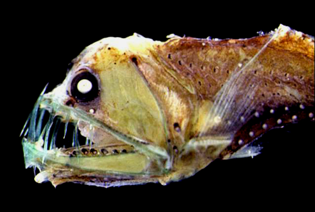 En groteskt ful fisk med stora tänder och blekgult skinn.
