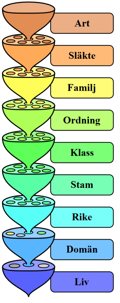 Art, släkte, familj,, ordning, klass, stam, rike, domän, liv illustrerat som mängder och delmängder.