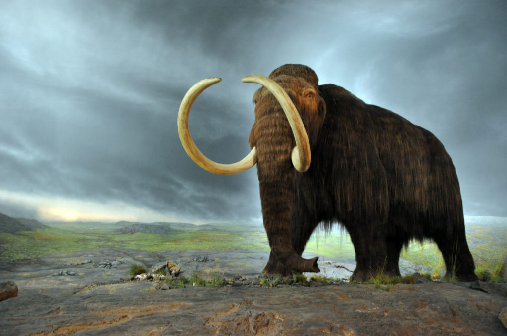 Mammut med stora svängda betar och brun päls.